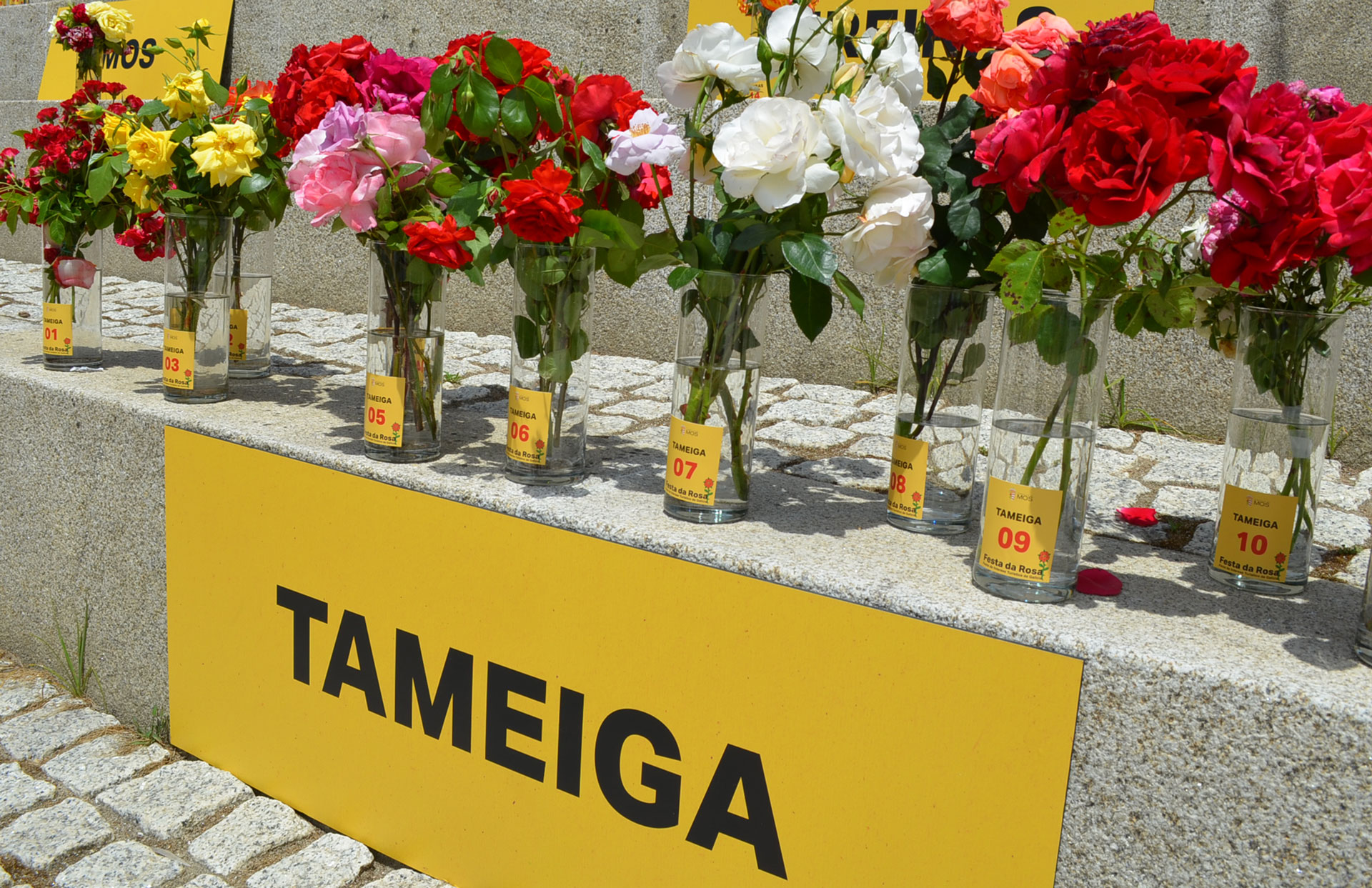 81492fdr24_evento10_fiesta_de_la_rosa