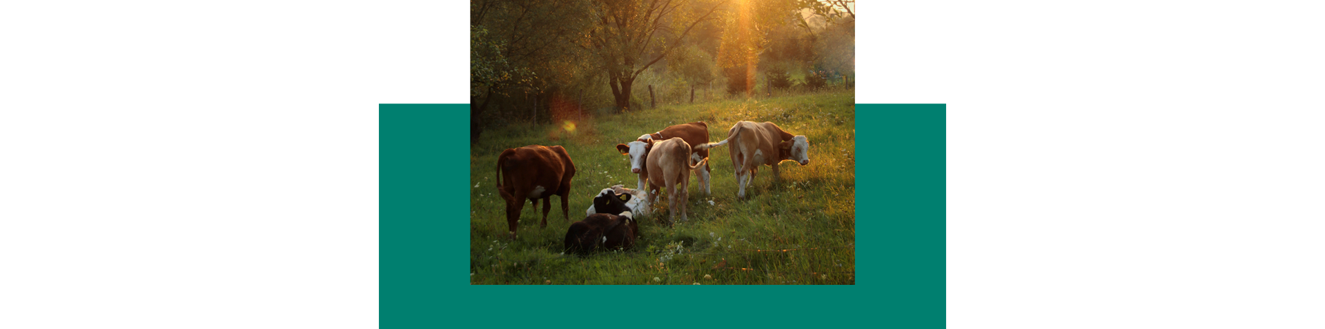 34409vacas
